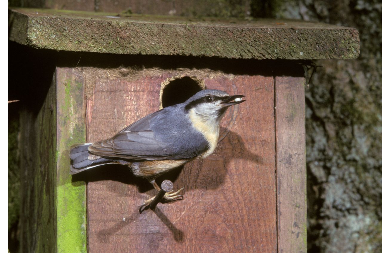 Jak wygląda Kowalik?