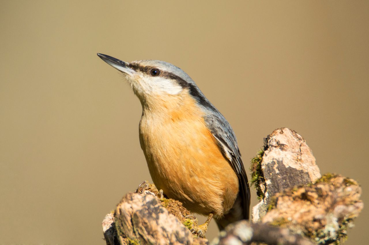 Jak wygląda Kowalik?