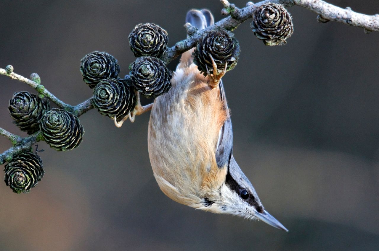 Jak wygląda Kowalik?