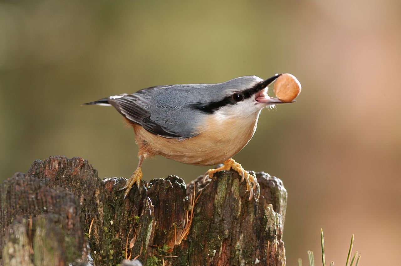 Jak wygląda Kowalik?