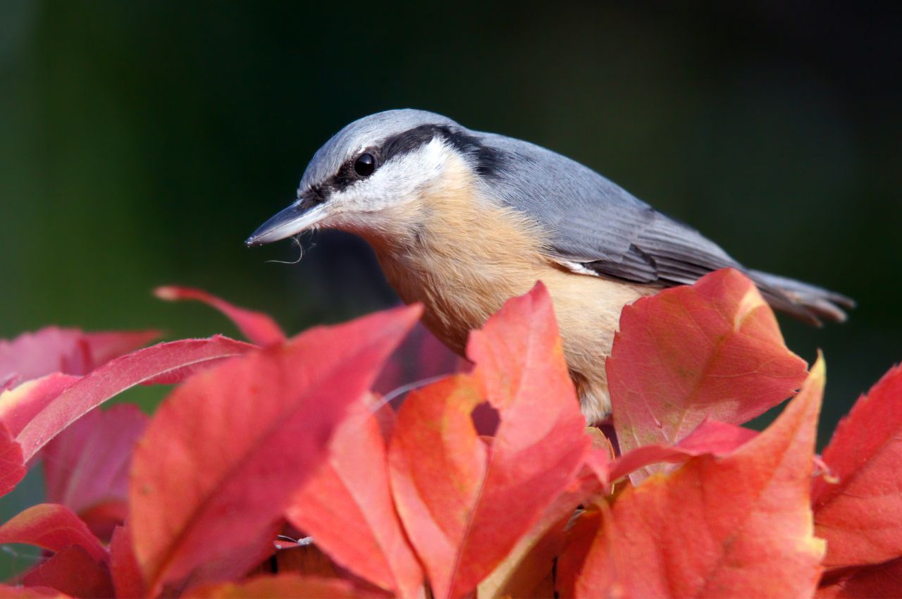 Jak wygląda Kowalik?