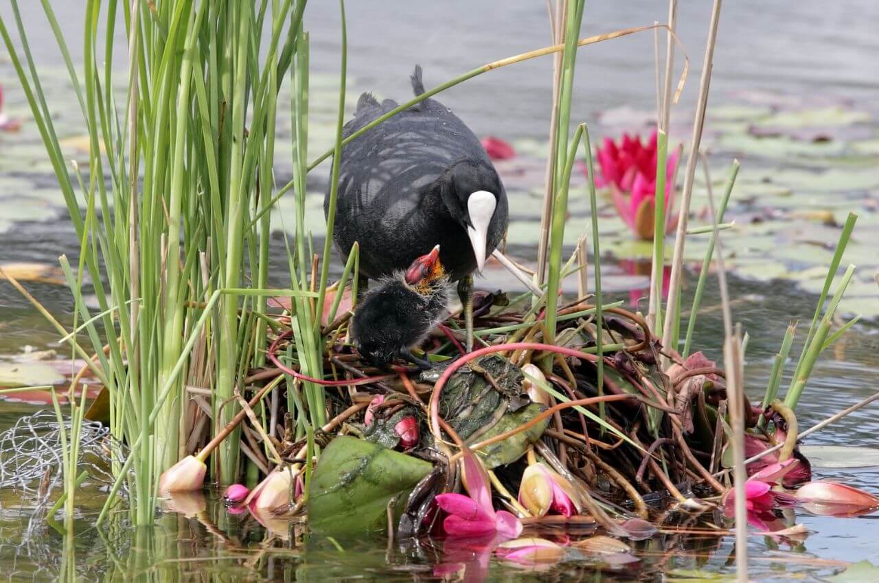 Jak wygląda Łyska? Jak wygląda gniazdo Łyski?