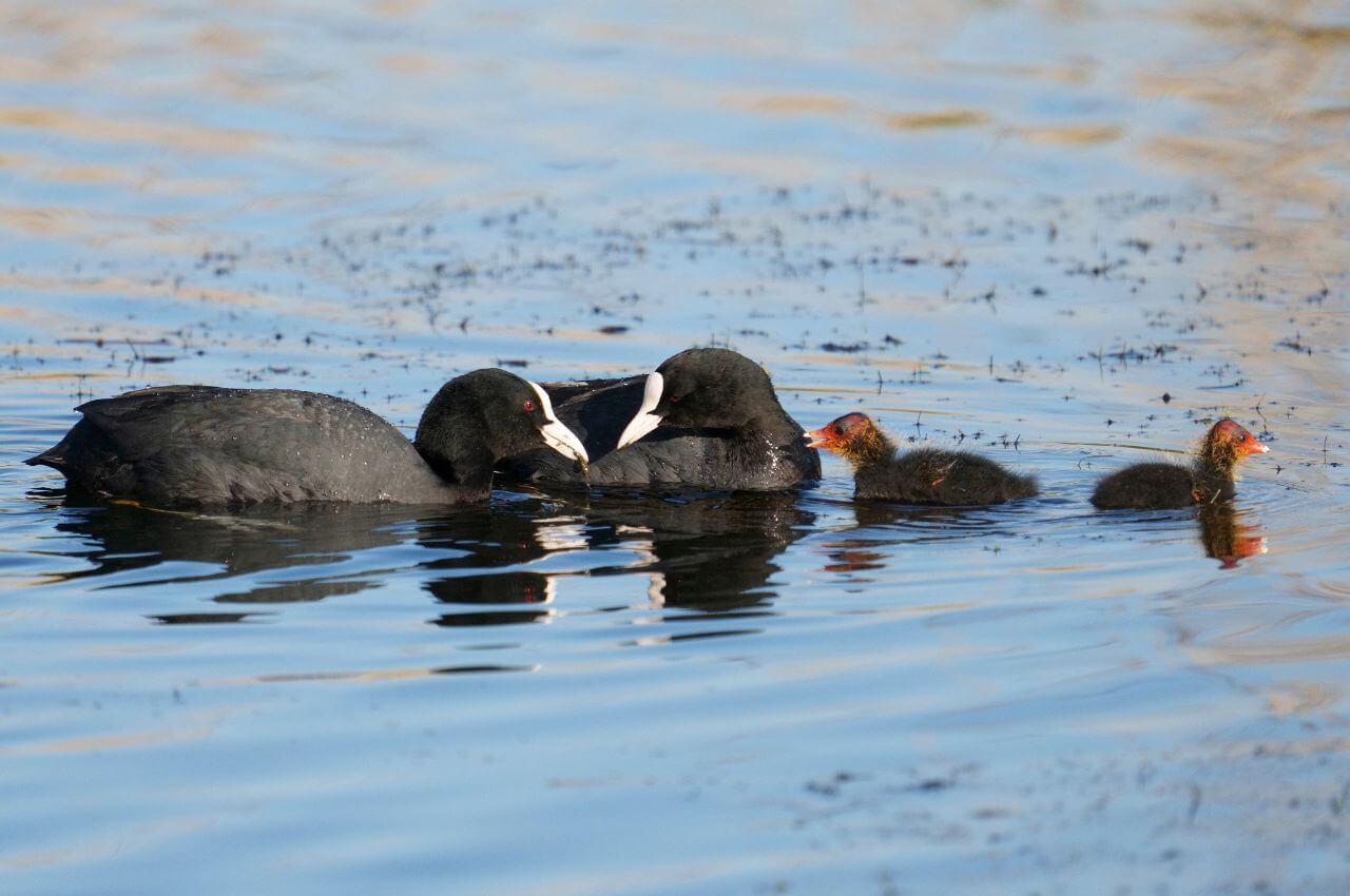 Jak wygląda rodzina Łysek? Jak wygląda Łyska?
