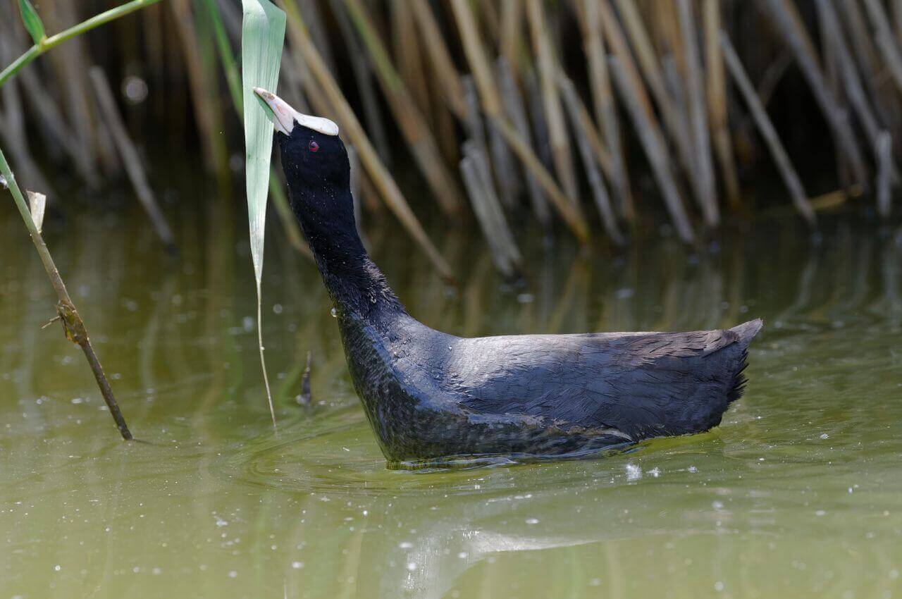 Jak wygląda Łyska? Czym żywi się Łyska?