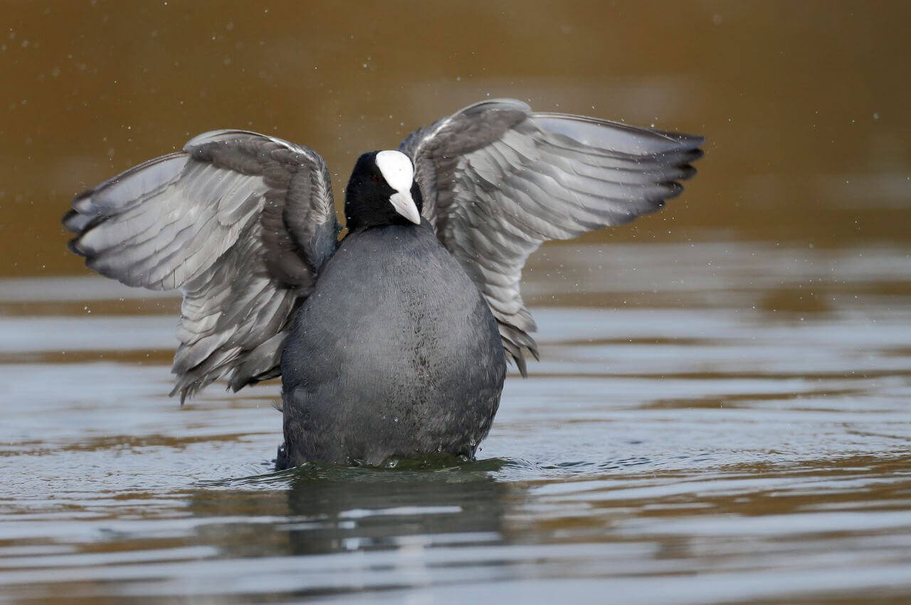 Jak wygląda Łyska?