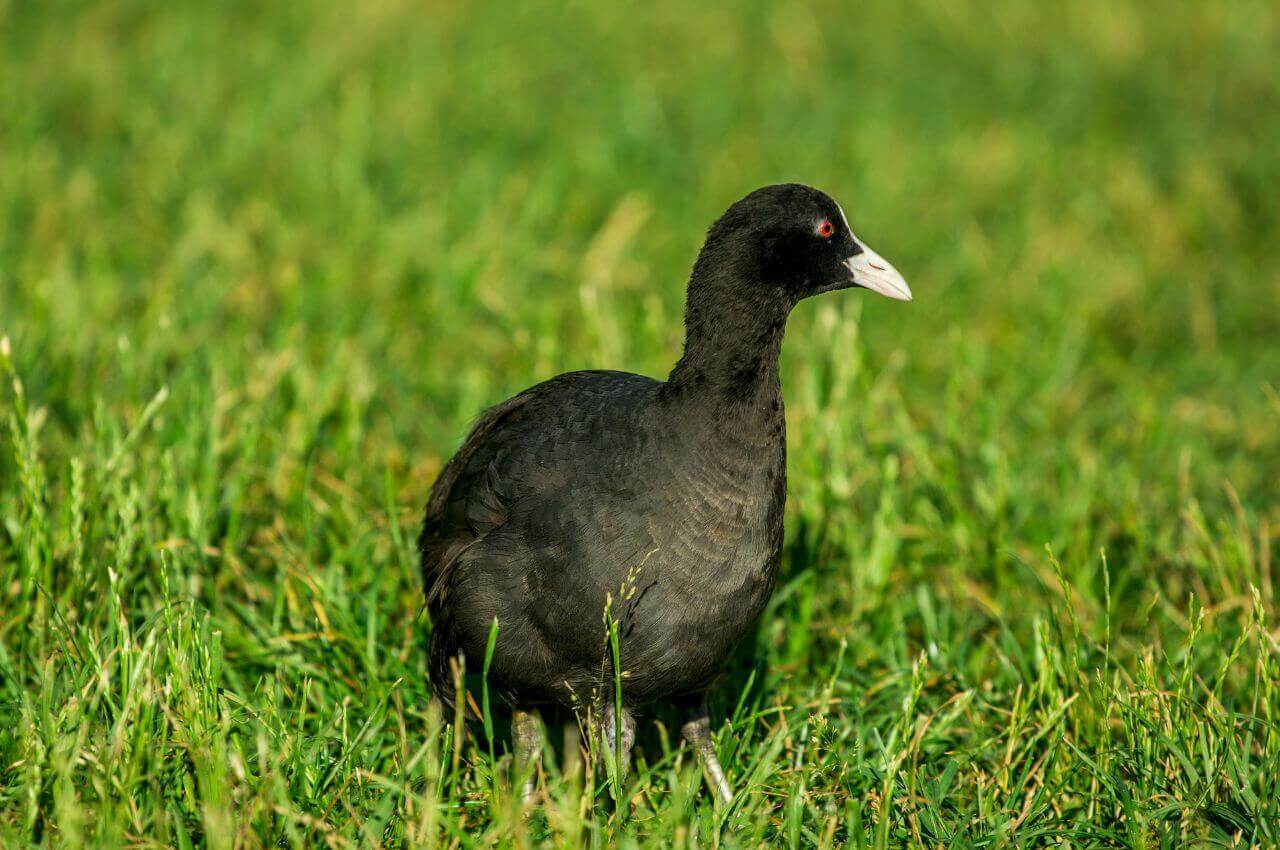 Jak wygląda Łyska?