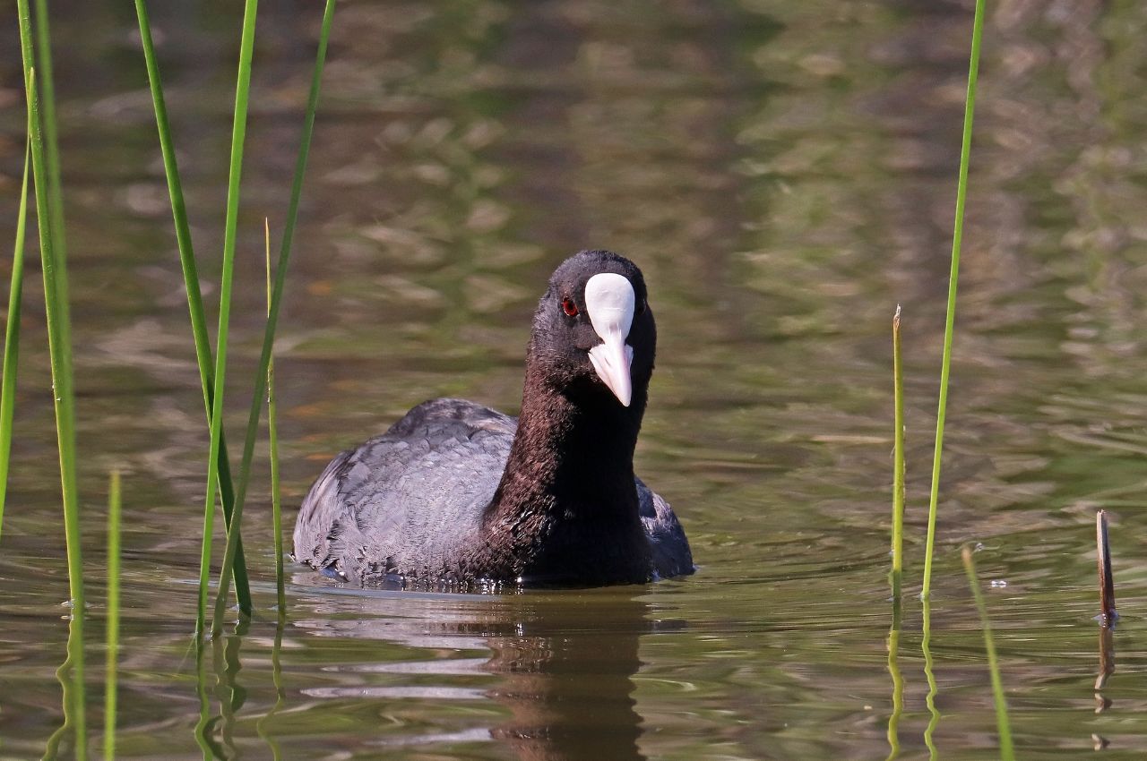 Jak wygląda Łyska?