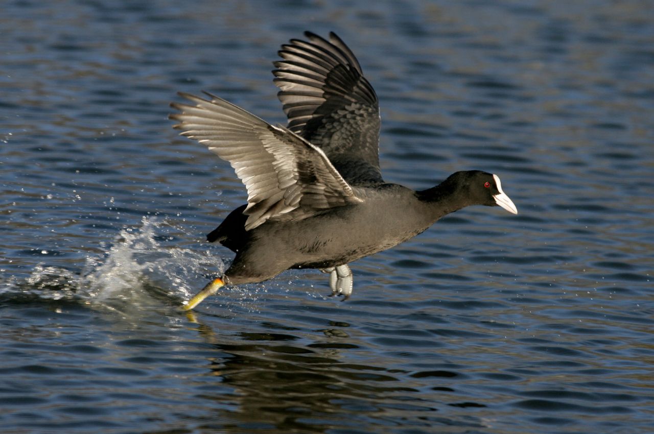 Jak wygląda Łyska?