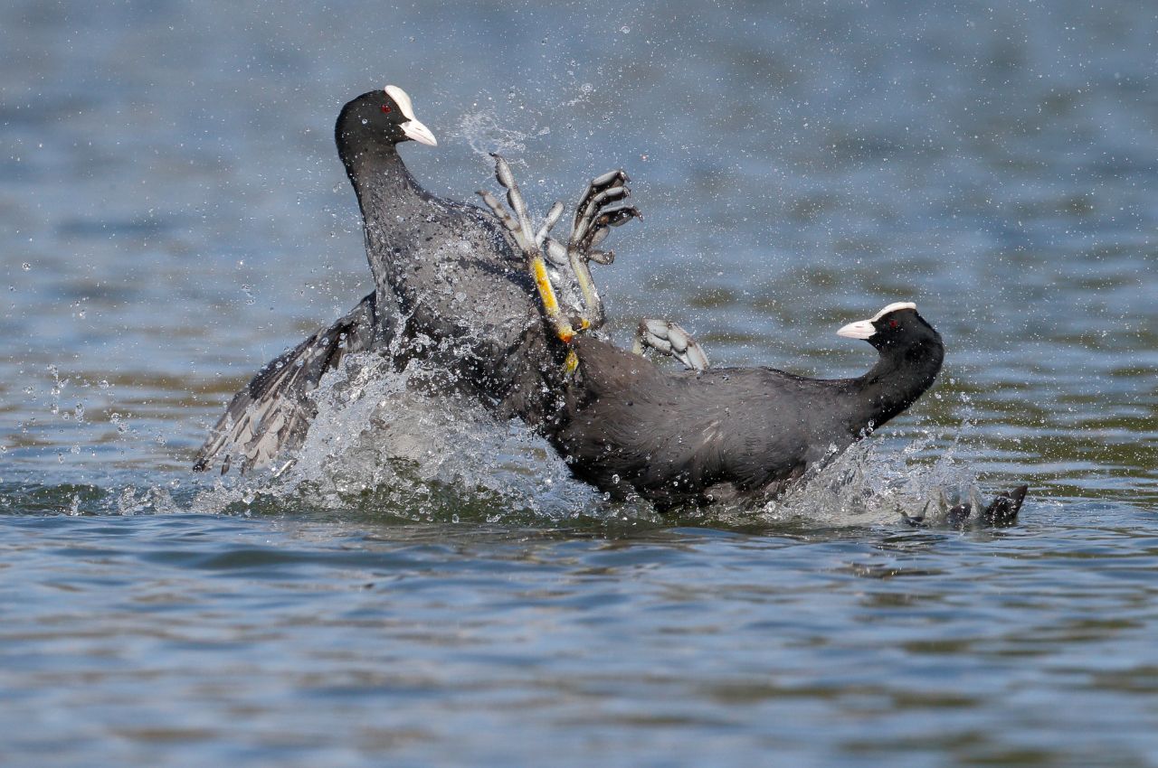 Jak wygląda Łyska?