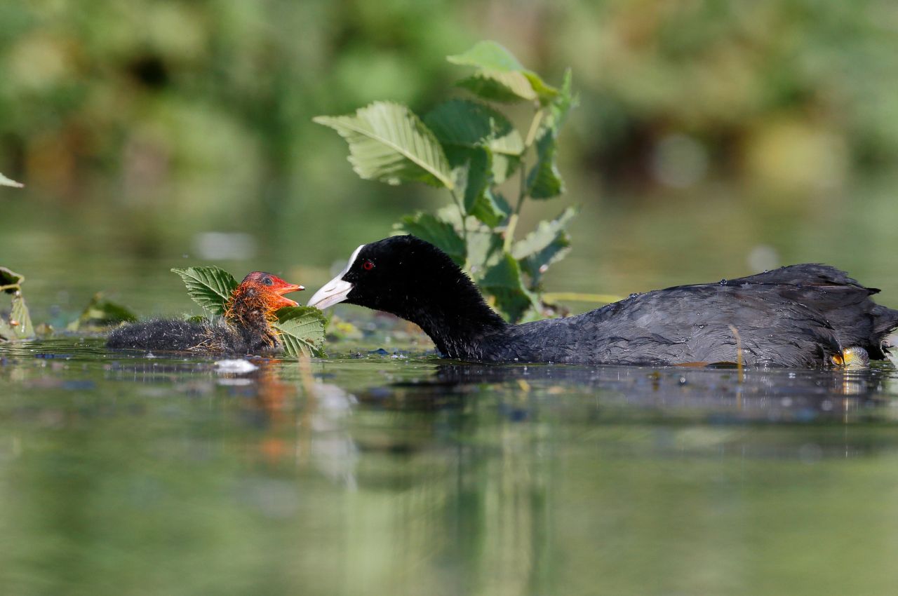 Jak wygląda Łyska?