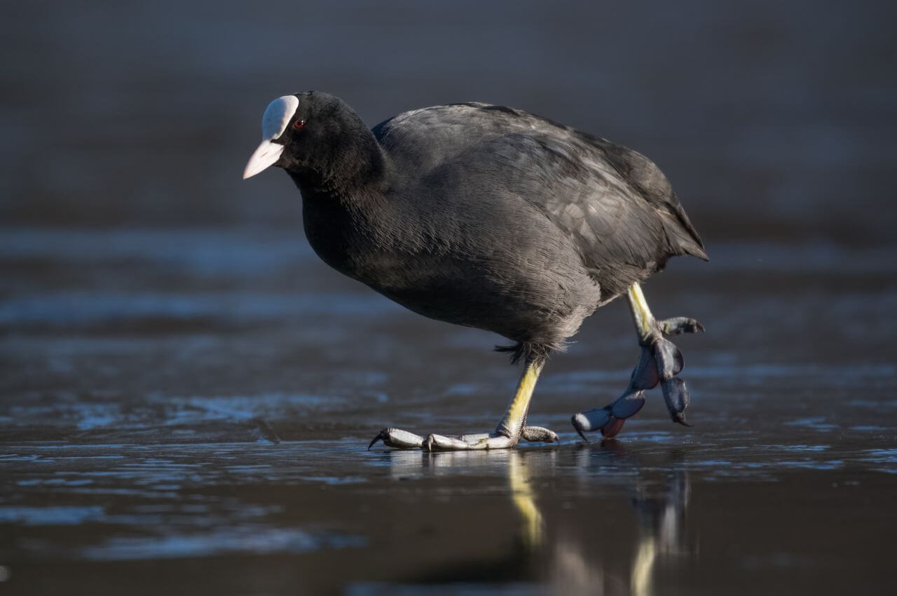 Jak wygląda Łyska?