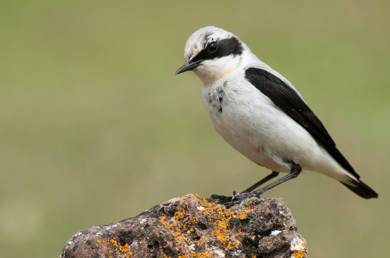 Jak wygląda Białorzytka?