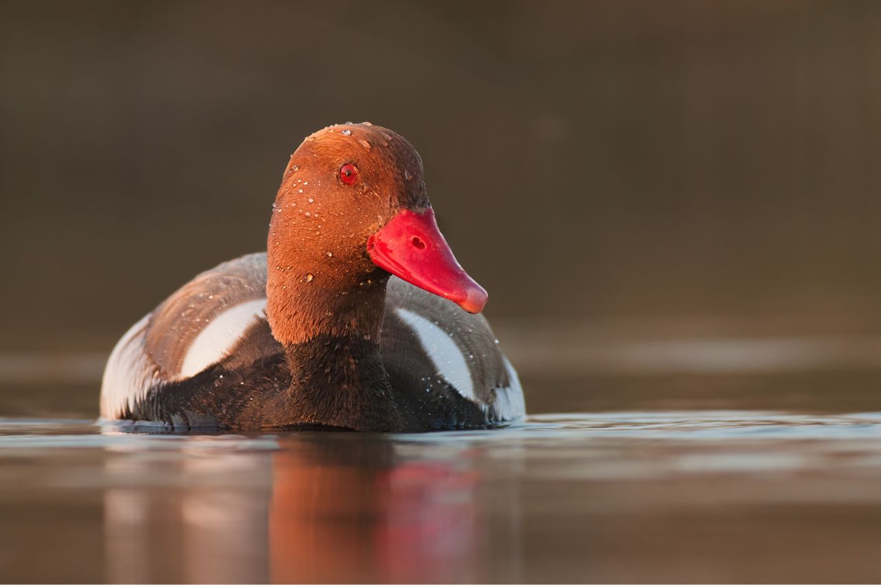 Jak wygląda Hełmiatka?