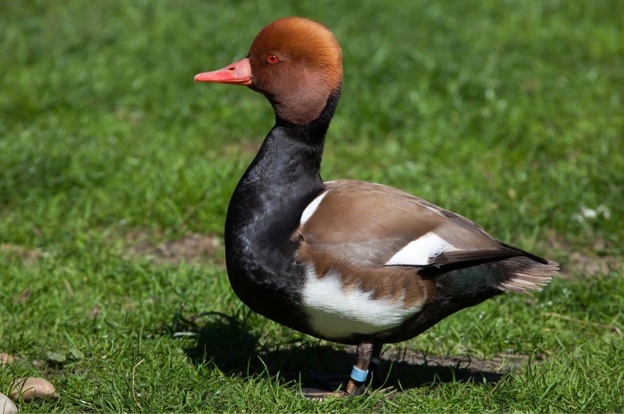 Jak wygląda Hełmiatka?