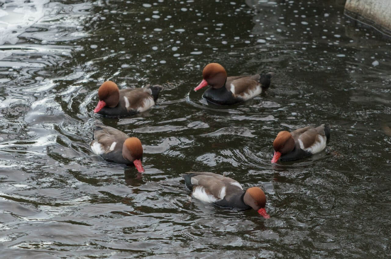 Jak wygląda Hełmiatka?
