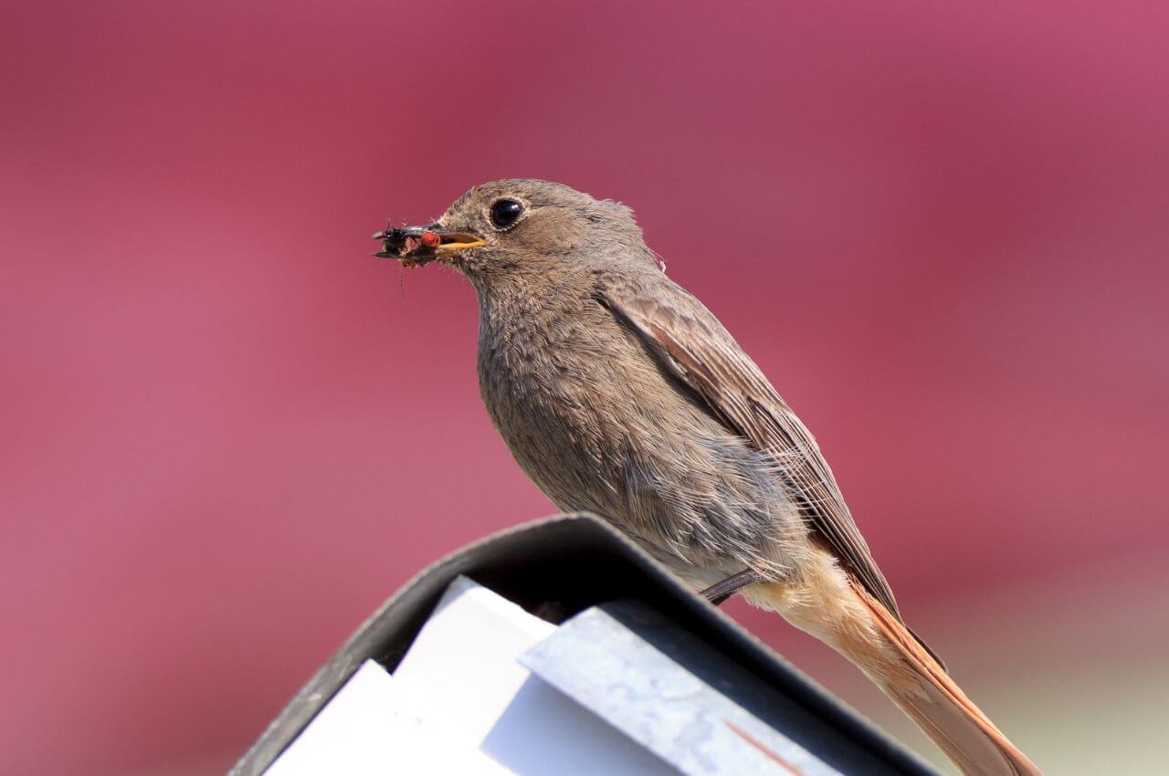 Jak wygląda Kopciuszek? Czym żywi się Kopciuszek?