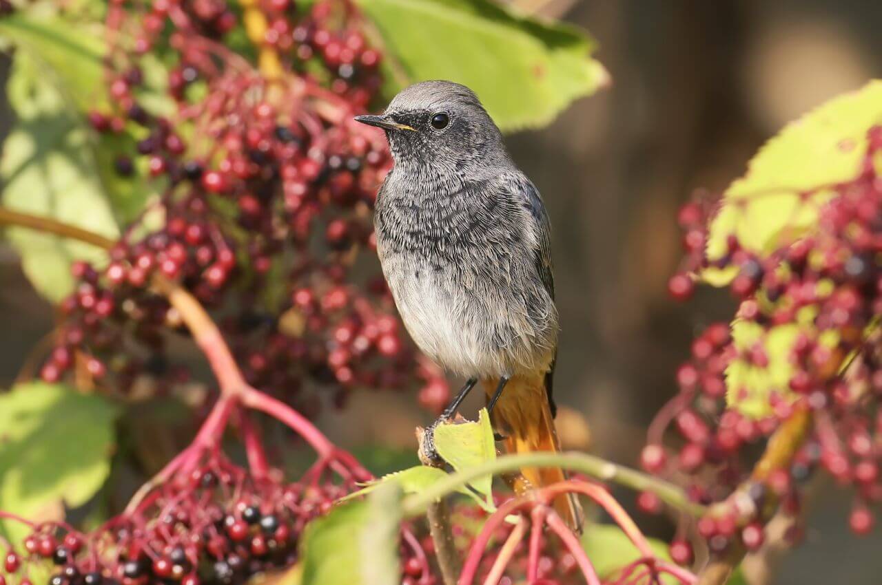Jak wygląda Kopciuszek?