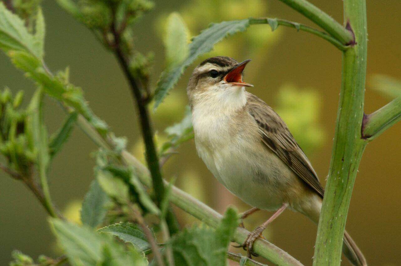 Jak wygląda Rokitniczka?