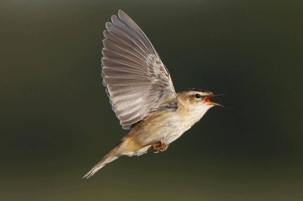 Jak wygląda Rokitniczka?