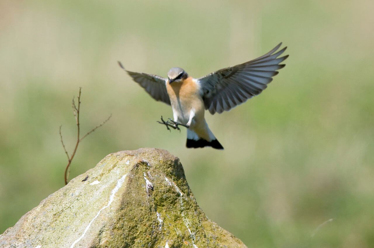 Jak wygląda Białorzytka?