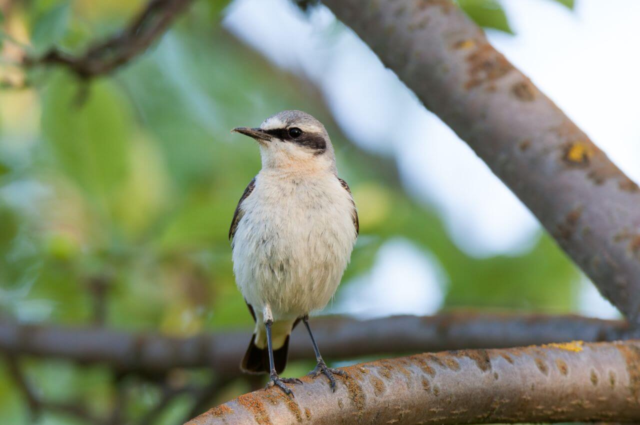 Jak wygląda Białorzytka?