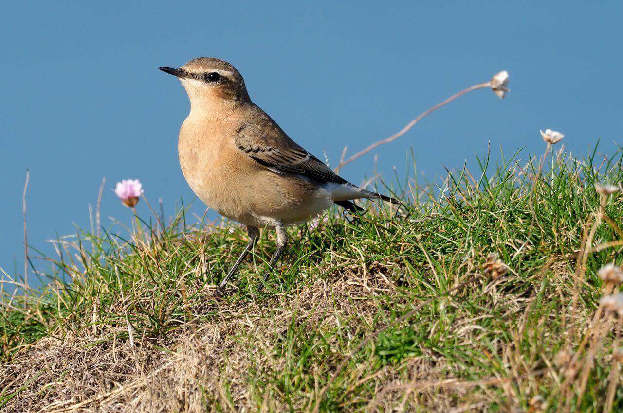 Jak wygląda Białorzytka?
