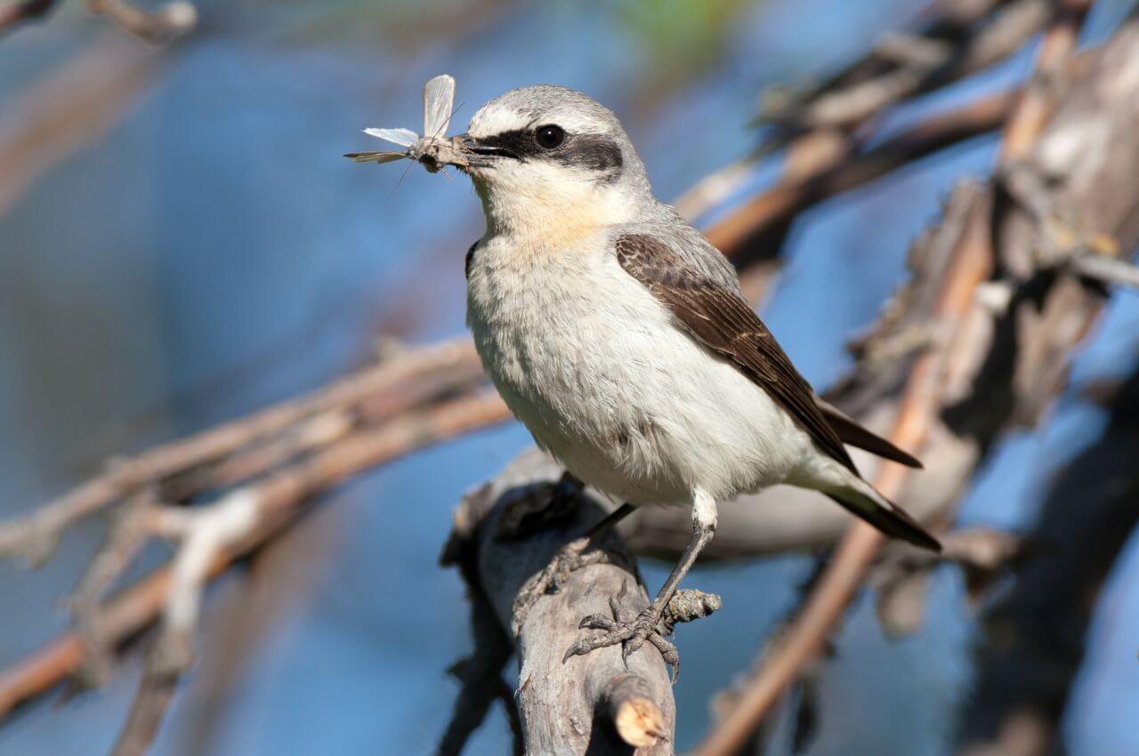 Jak wygląda Białorzytka?