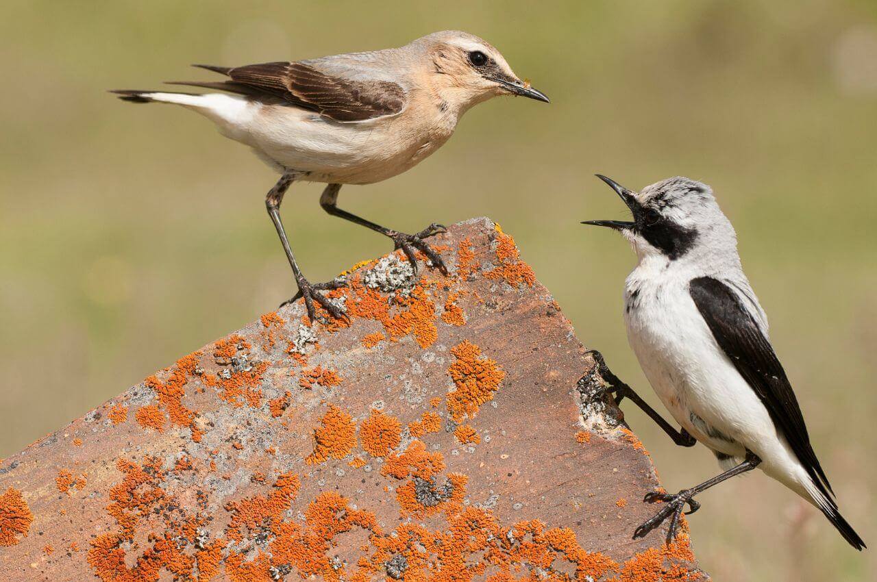 Jak wyglądają samiec i samica Białorzytka?