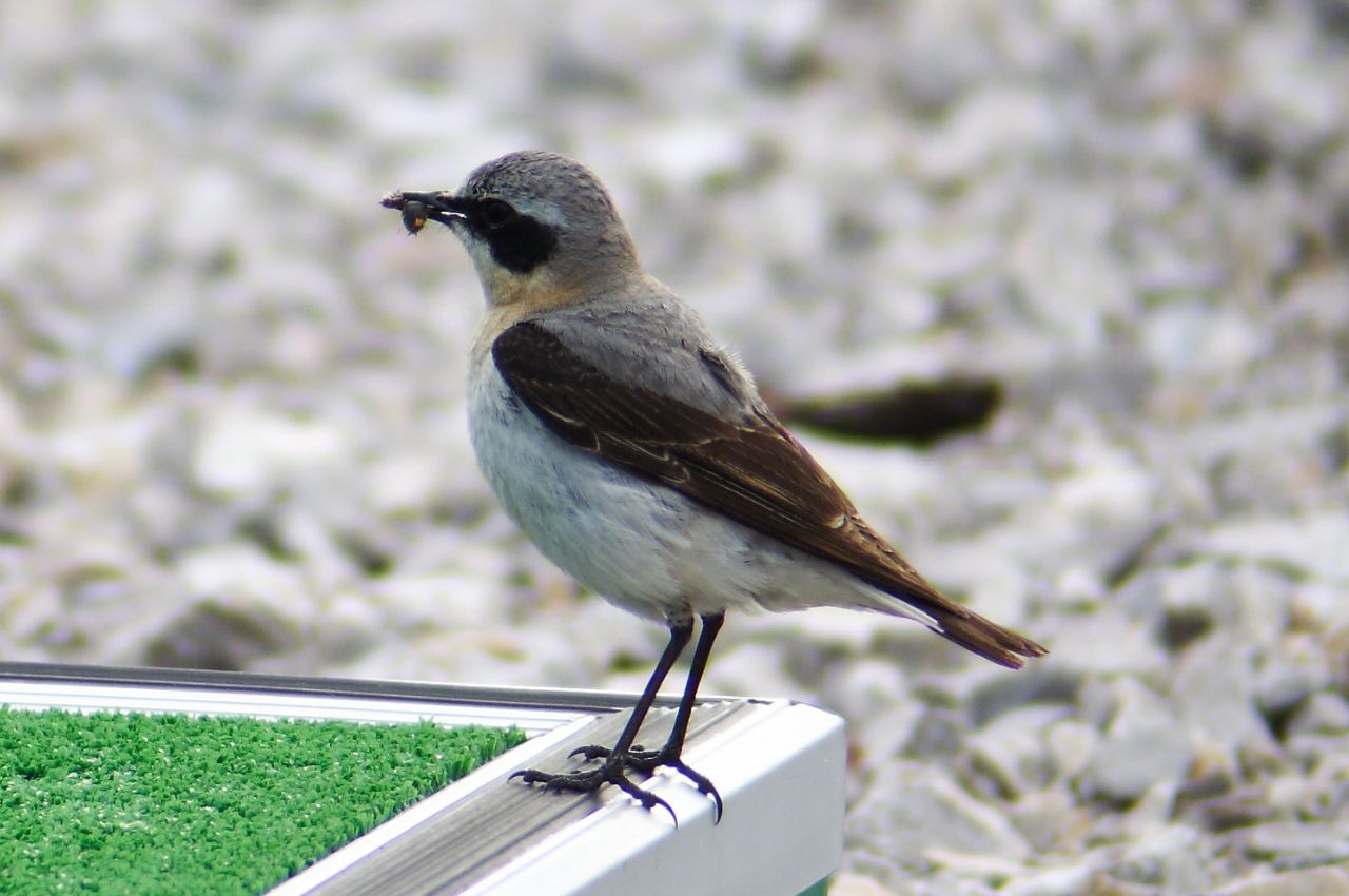 Jak wygląda Białorzytka?