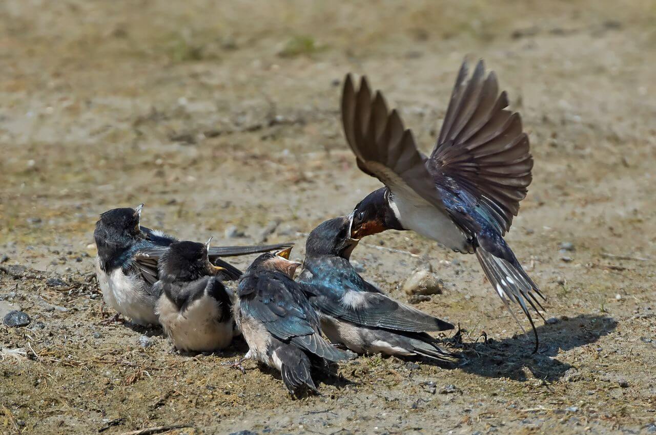 Jak wygląda Dymówka?