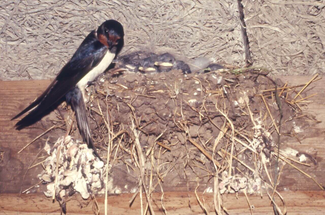 Jak wygląda gniazdo Jaskółki Dymówki?