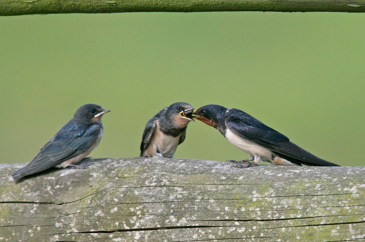 Jak wygląda Dymówka?