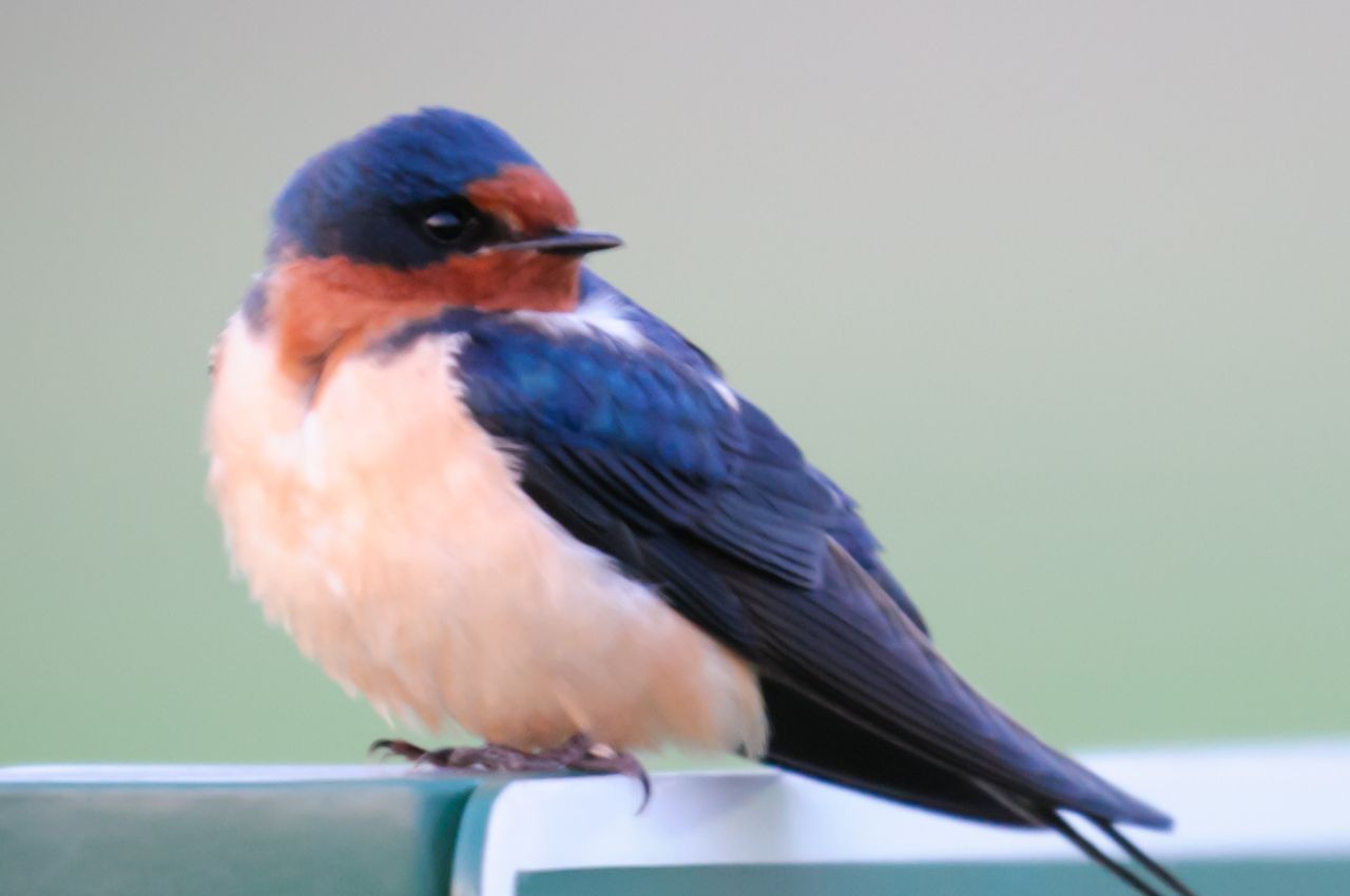 Jak wygląda Dymówka?