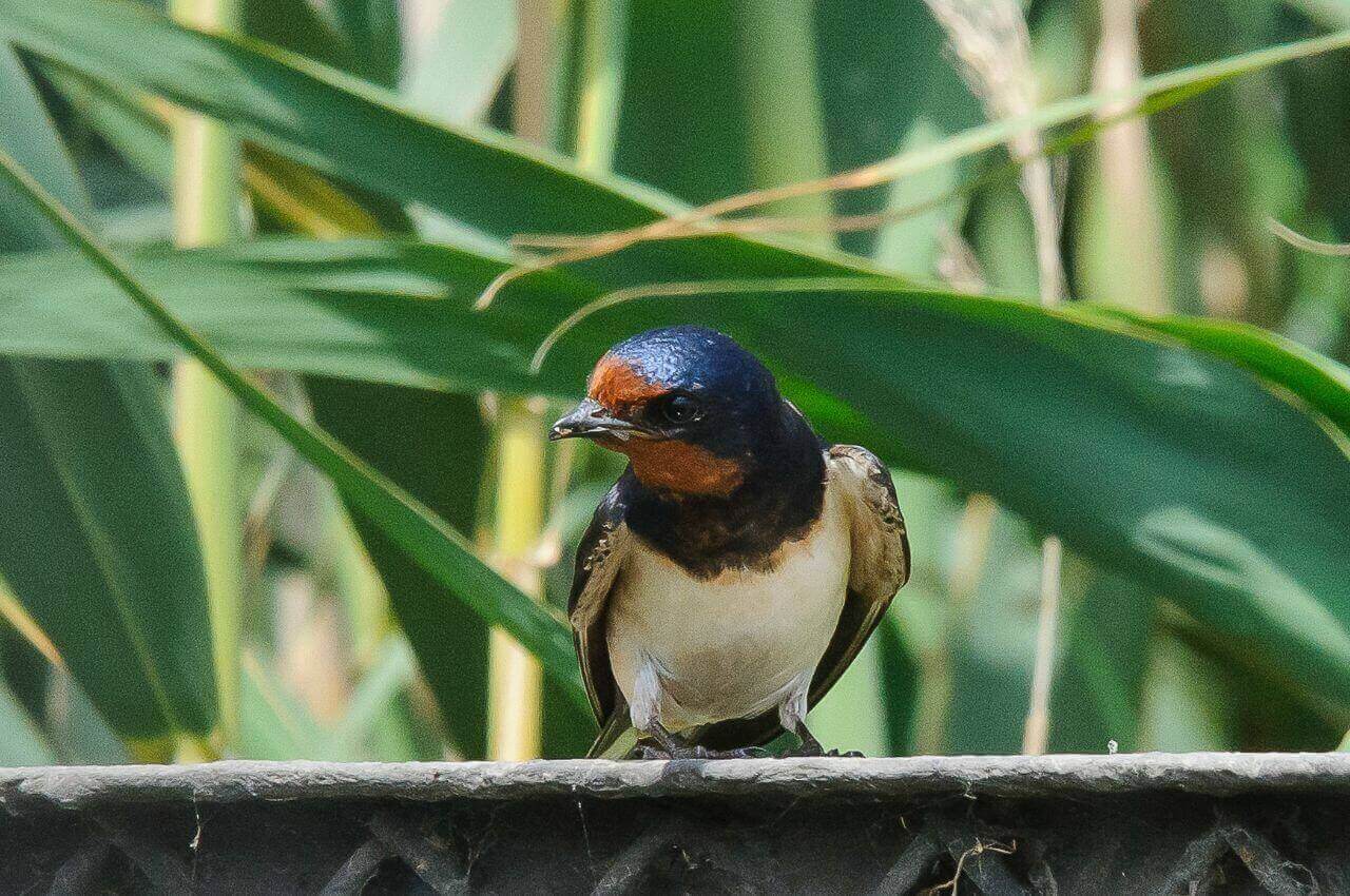 Jak wygląda Dymówka?