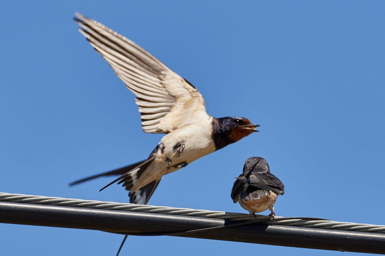 Jak wygląda Dymówka?