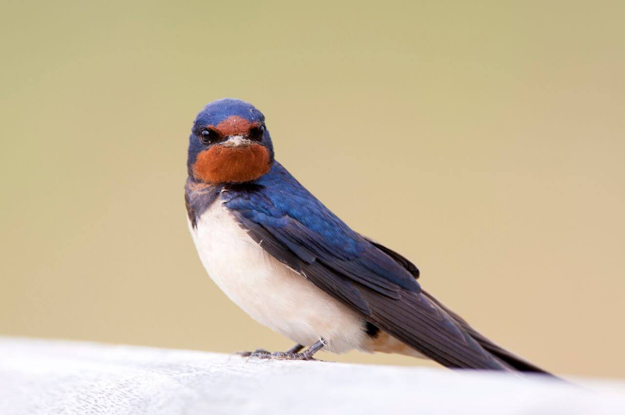 Jak wygląda Dymówka?