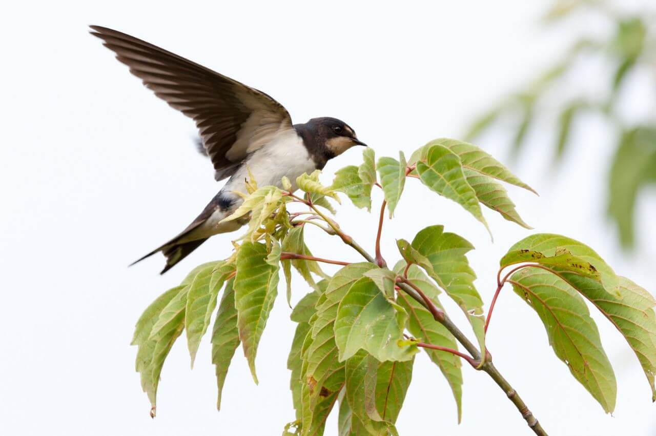 Jak wygląda Dymówka?