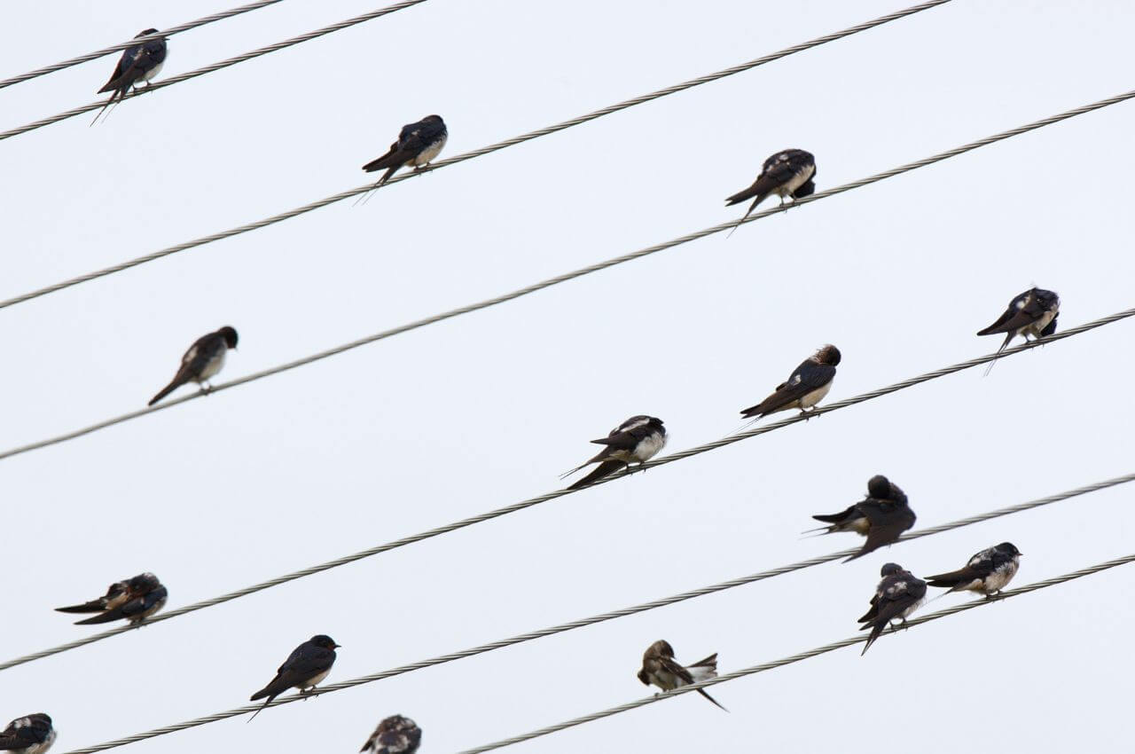 Gdzie możemy zobaczyć Dymówki? Jak wygląda Dymówka?