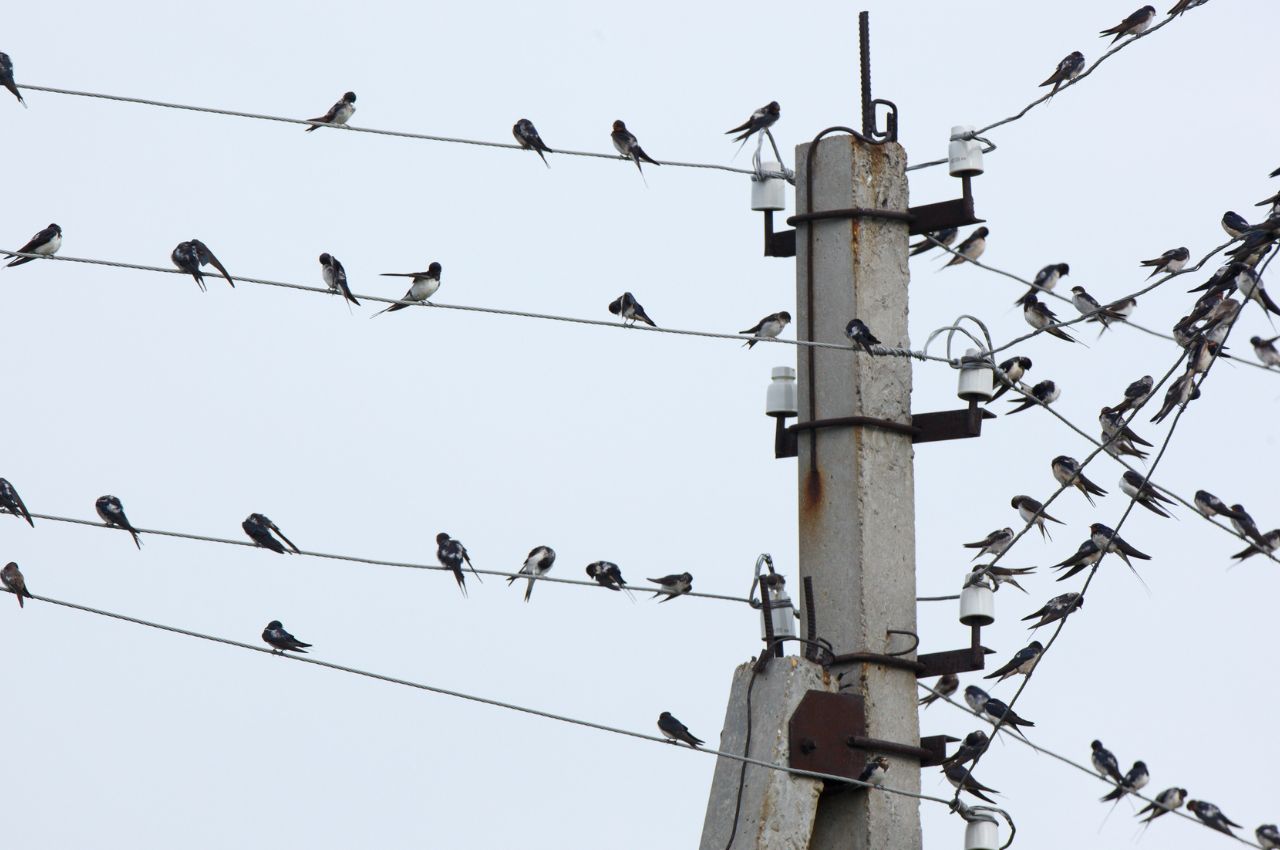 Jak wygląda Dymówka?