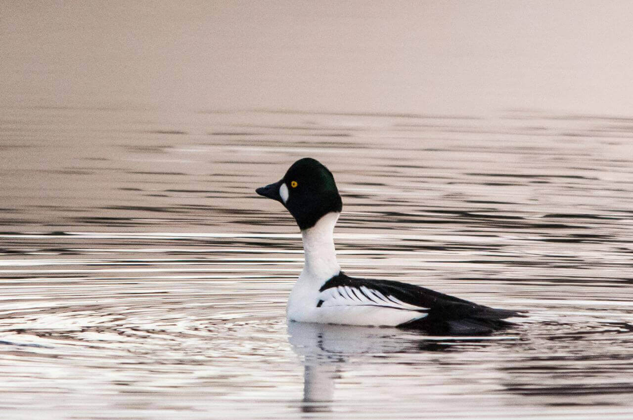 Jak wygląda Gągoł Krzykliwy?