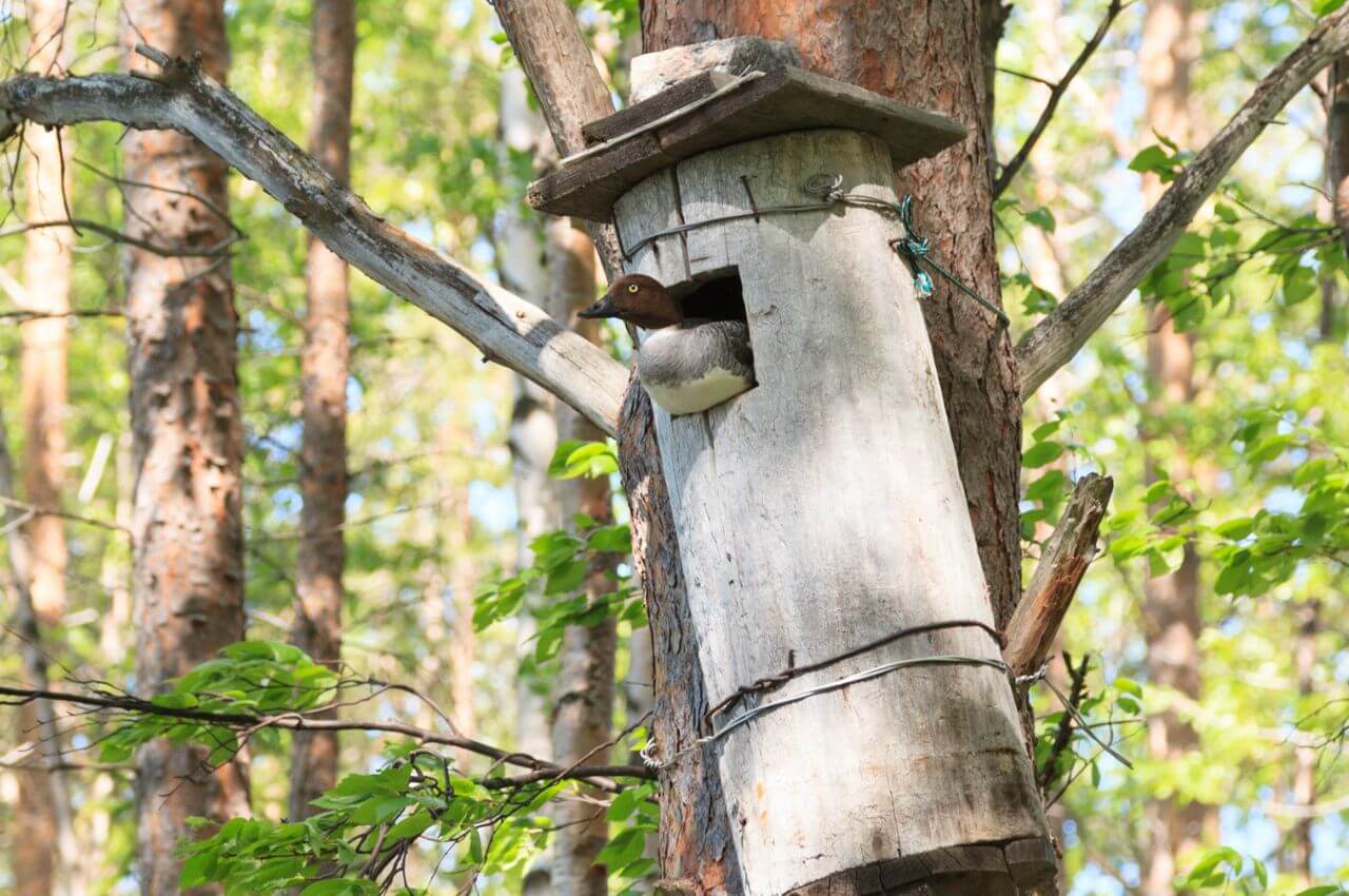 Jak wygląda dziupla Gągoła Krzykliwego?