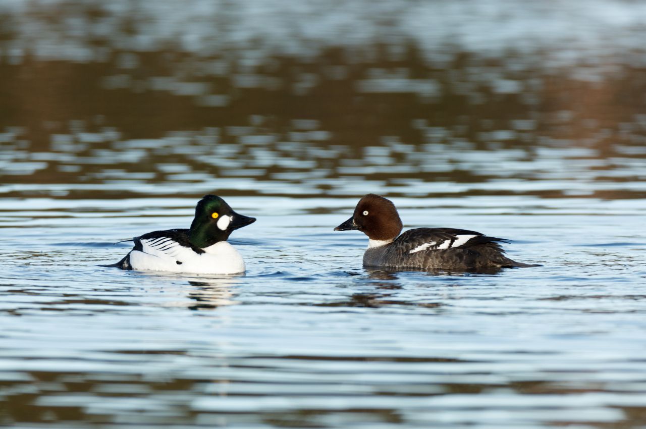 Jak wygląda Gągoł Krzykliwy?