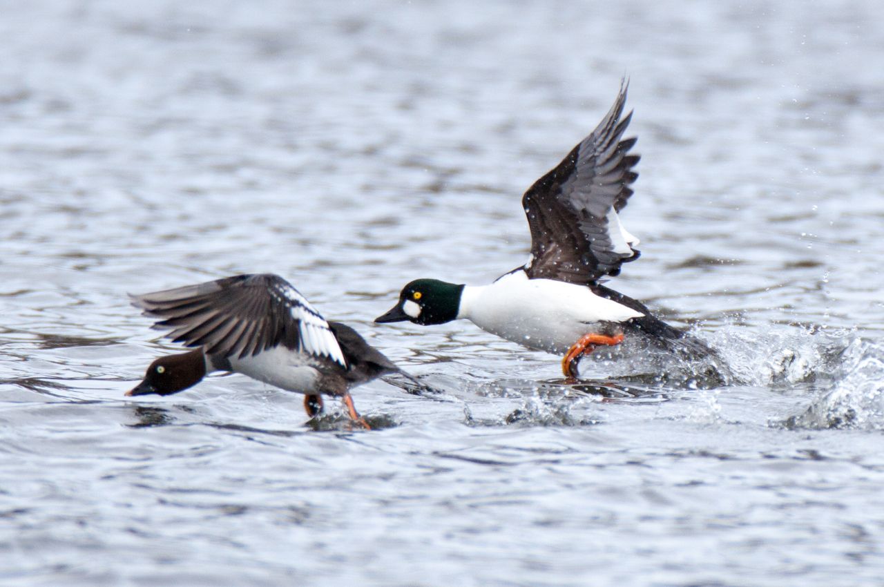 Jak wygląda Gągoł Krzykliwy?