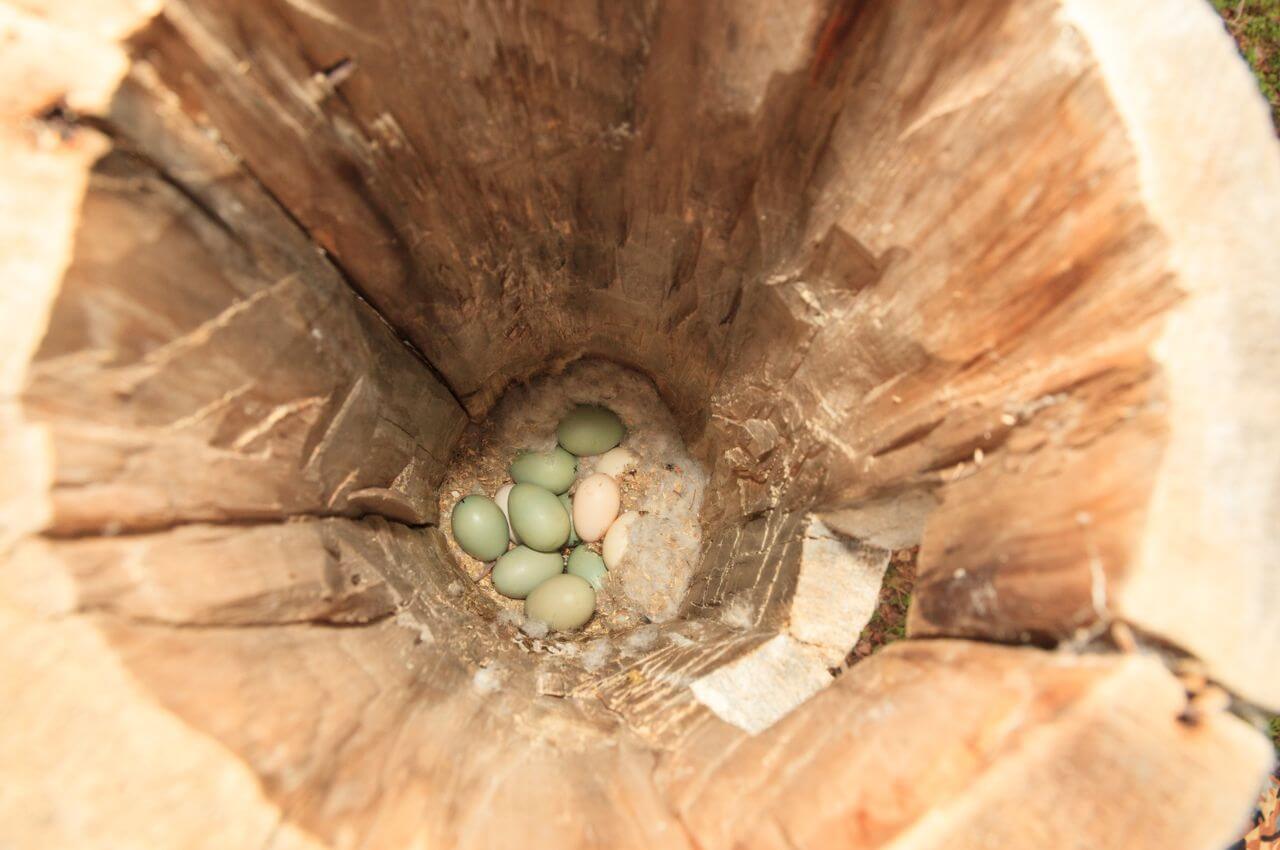 Jak wygląda dziupla Gągoła Krzykliwego?