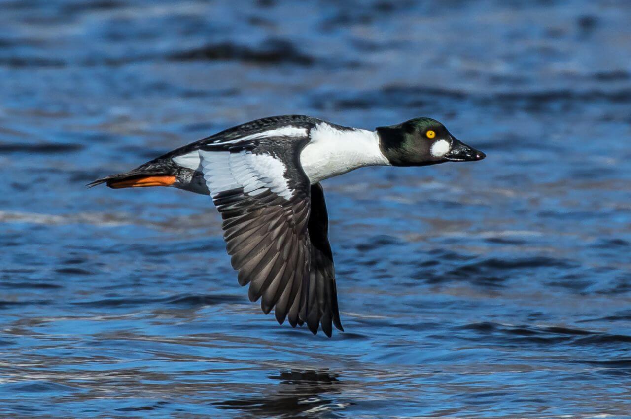 Jak wygląda Gągoł Krzykliwy w locie?