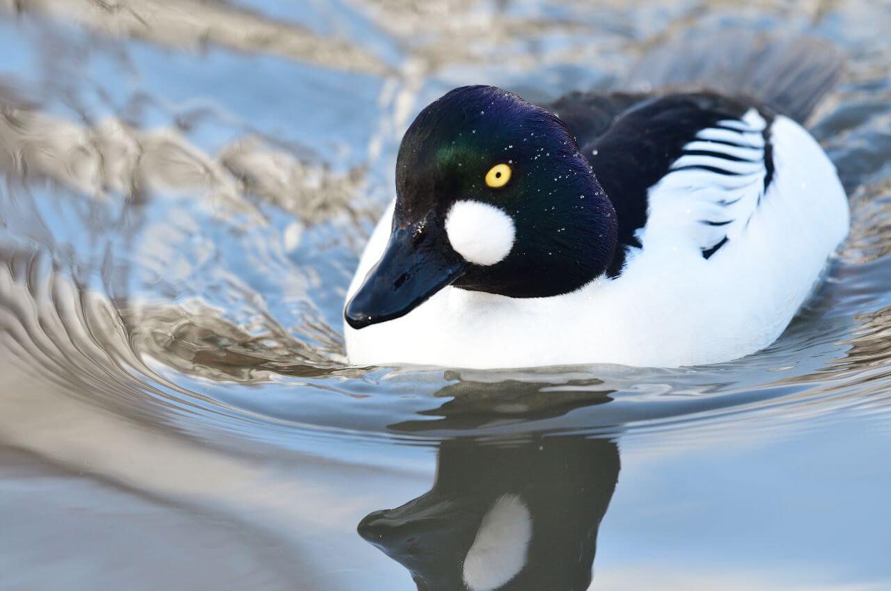 Jak wygląda Gągoł Krzykliwy?