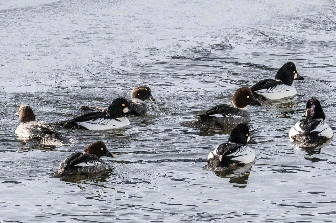 Jak wygląda Gągoł Krzykliwy?