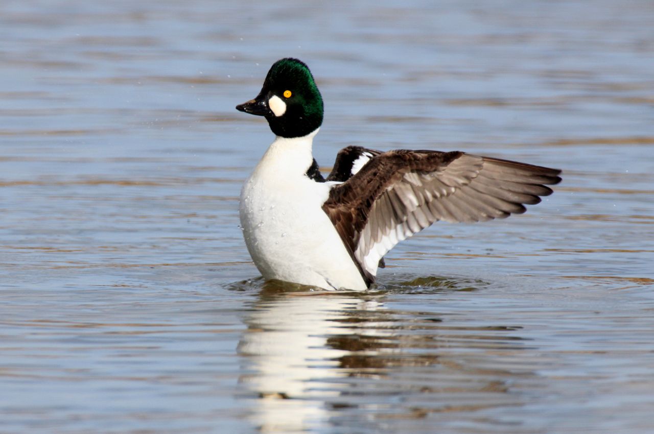 Jak wygląda Gągoł Krzykliwy?