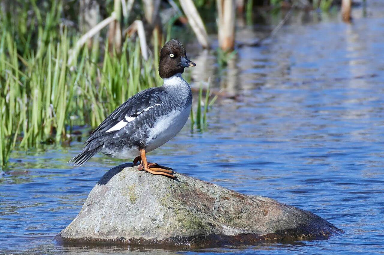 Jak wygląda Gągoł Krzykliwy?
