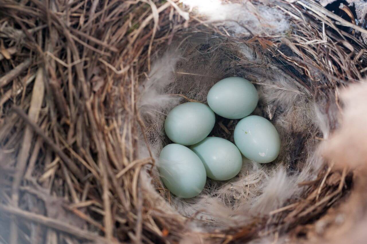Jak wygląda gniazdo Białorzytki?